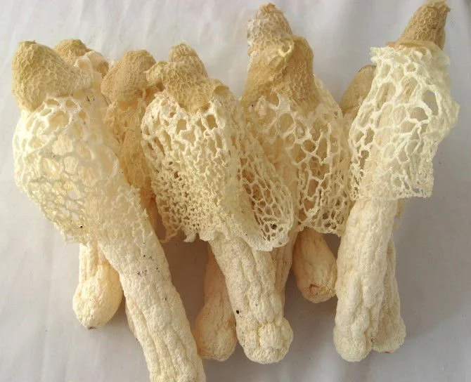 bamboo fungus.jpg